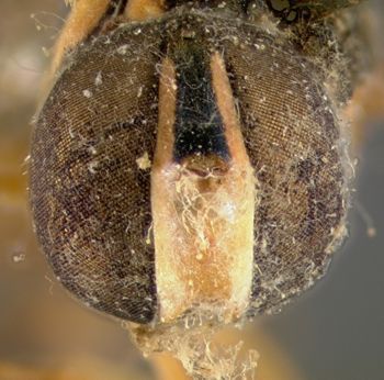 Media type: image;   Entomology 13139 Aspect: head frontal view